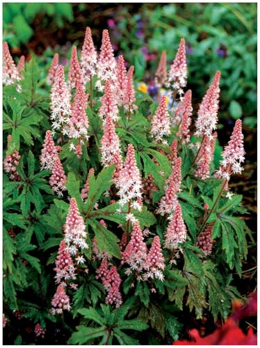 Stauden Gänge 3 x Tiarella Hybride 'Pink Skyrocket' Schaumblüte winterhart | Pinker Bodendecker für Halbschatten bis Schatten, Blüte April bis Juni, mehrjährig, 9x9 cm Topf