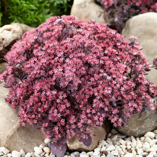 semillas de sedum - exóticas, perennes resistentes jardín 400pcs