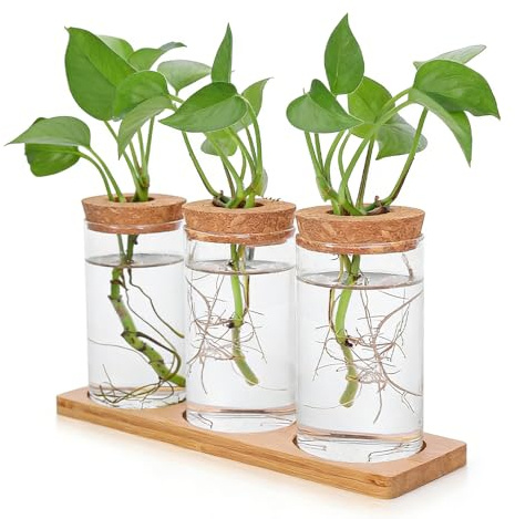 Riisoyu 3 Pièces Stations de Propagation de Plante, Vases Hydroponique avec Socle et Couvercle en Bois Vase en Verre Hydroponiques pour Vases à Fleurs Décoration Maison, Bureau et Patio