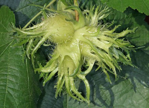 Corylus colurna | Nocciola turca Albero | 5_Semi