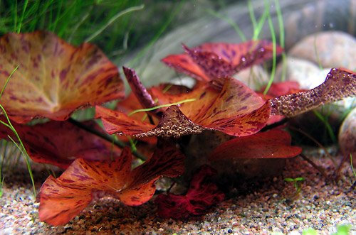 Biotope Aquatics Ltd - 1 x live aquarium bulb - NYMPHAEA ZENKERI RUBRA Red Tiger Lotus - plant tropical fish tank hide for betta