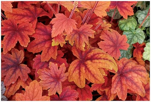 Stauden Gänge 1 x Heucherella Hybride 'Sweet Tea' Purpurglöckchen/Heuchera | Purpurner Bodendecker für Halbschatten bis Schatten, Blüte Mai bis Juli, mehrjährig, 1 L Topf (11x11 cm)