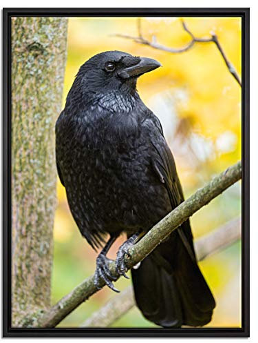 Pixxprint schwarzer Rabe auf AST Leinwandbild 80x60 cm im Bilderahmen, Wandbild, Schattenfugenrahmen, Kein Poster