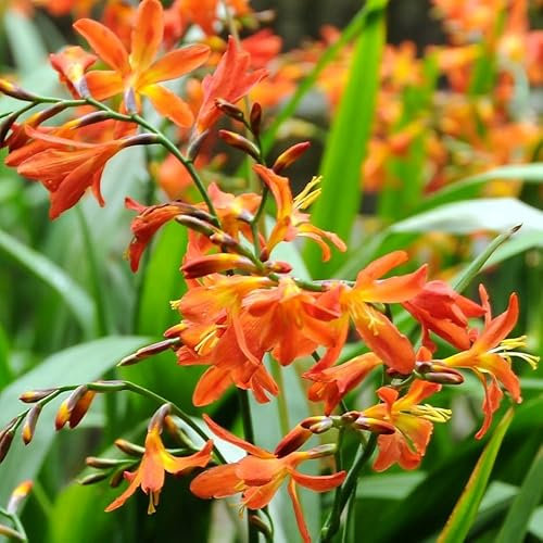 Plant Theory Carmin Brilliant Montbretia Perennials Flowering Plants Crocosmia 2L Pot