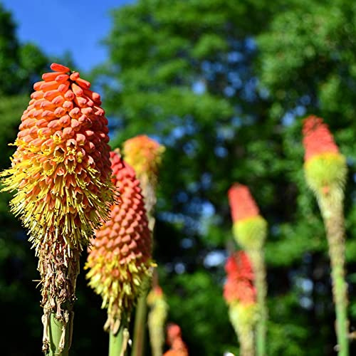lirio antorcha de silvestres exóticas de jardín balcón interior raras primavera, resistentes en balcón originales en 300semillas