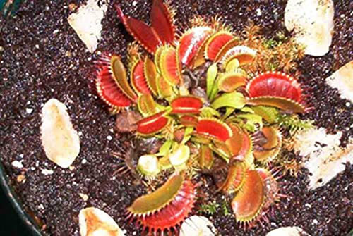 Fleischfressende Jungpflanze, Venusfliegenfalle, Dionaea muscipula, 2-4cm