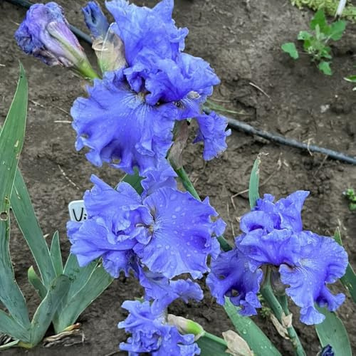 Semillas de iris - resistentes para balcones Iris tectorum - semillas de jardín orgánicas decoración de jardín para exterior Las de jardín son resistentes 450pcs