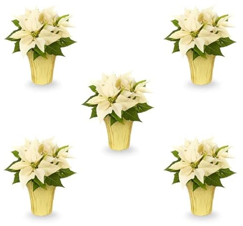 DECOALIVE Pack de 5 Flores de Pascua Blancas Poinsettia Color Blanco Plantas Navidad Blancas
