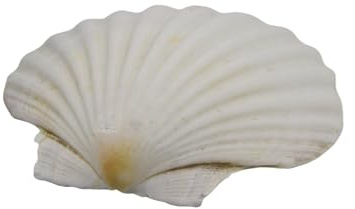 Gissroys Bulk, vita pilgrimsmusslor, musslor för målning, sjön, temafest, stort mussla, sortiment, stranddekorationer, naturliga pilgrimsmusslor för hantverk, Mångfärgad, About 8 cm