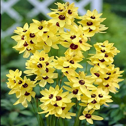Lot de 10 Bulbes d' Ixia yellow emperor - calibre 5/6 - La Main Verte