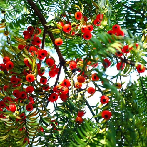 semi di taxus baccata - esterni balcone perenni resistenti giardino appartamento rare aiuola 100pcs