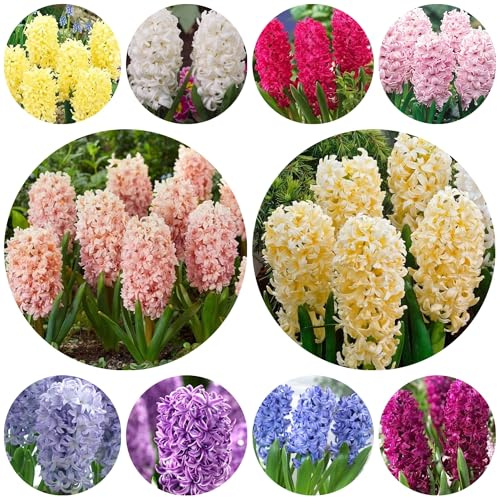 9bulbi di giacinto, decorazione, balcone di campo giacinti, resistenti, autunnali dalla resistente freschi
