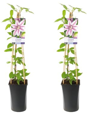 Waldrebe Clematis Nelly Moser – 2 Pflanzen – Ø17cm – 75cm Höhe – Rosa Blüten mit Purpur-Mittelstreifen – Kletterpflanze – Winterhart & pflegeleicht