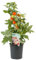 DECOALIVE Tomatera Planta Natural para Tener Tomates en Huerto Urbano