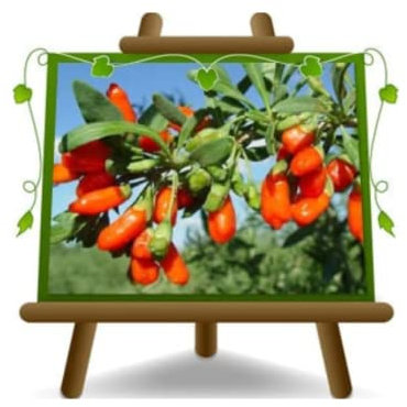 EURO PLANTS VIVAI Goji Barbarum - Plante Fruitière en pot 20 cm, Hauteur 160 cm - Âge de 2 ans