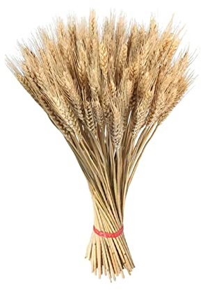 Spighe Di Grano - Gambi Di Grano Essiccato - Covoni Di Grano Secco Naturale 100 Pezzi - Fascio Di Di Grano Naturale Dorato | Per Composizioni Floreali Fai Da Te Decorazioni Per La Casa