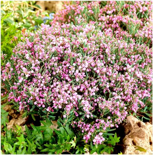 GrowOn Shrubs Andromeda Ericaceae 'Blue Ice' | Evergreen Shrub | Outdoor Garden Ready Plant | Spring and Summer Flowering | Soft Pink Flowers