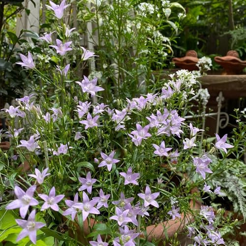 semi di campanula, tappezzanti, resistenti, perenni decorative balcone giardino 700pcs
