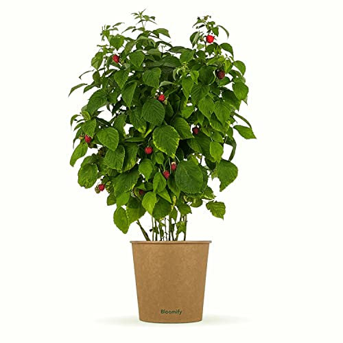 Bloomify® rote Bio Himbeerpflanze Hilda | 40 bis 60 cm großer ertragreicher Himbeerstrauch | winterharte und pflegeleichte Himbeere für Garten oder Topf | besonders süße, leckere Früchte