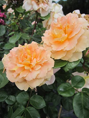 Rosa Schöne vom See ® - Stammrose Schöne vom See ® - Kordes Rose