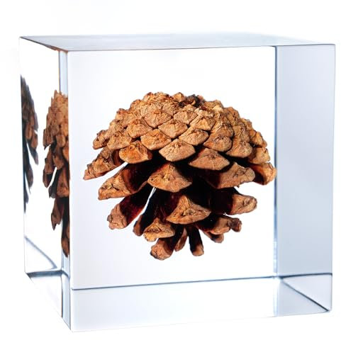 Acrylic Cube with Real Pine Cone Inside 6cm Cube Made from Real Dried Plants for Aesthetic Shelf Decor Desk Decor Paperweight Unique Gifts