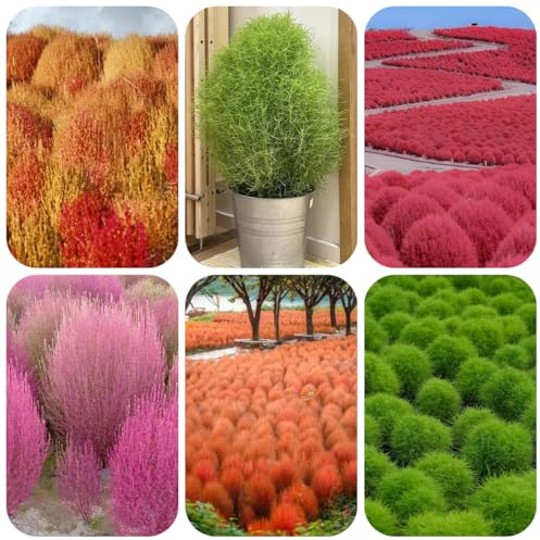 semi di cipresso estivo kochia scoparia biologici, piccolo davanzale di serra da appartamento che purificano l'aria decorazione, aiuole rialzate 600pcs
