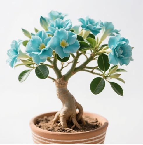 Rizomas de rosa del desierto, excelente tacto, crecimiento vigoroso, mezclado con tallas de oro y jade.【Hcxgrtiu】-1 Rizoma-G