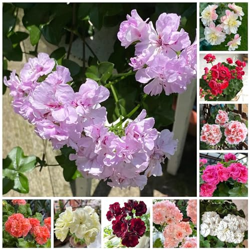 stehende geranien, pelargonium topfpflanzen draußen winterhart, deko bodendecker gartendeko für draußen balkonpflanzen 50samen