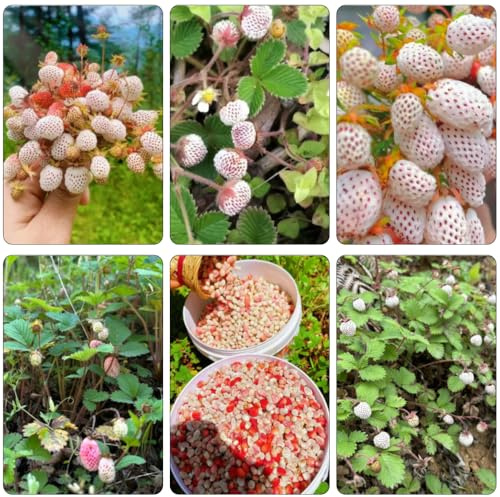 semillas fresas silvestres - jardín de perennes resistentes de jardín columnares 125pcs