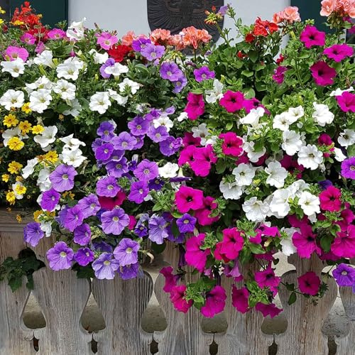 300+ Rare Petunia Seeds for Planting - Beautiful Perennial Petunia Seeds Heirloom Flowers- High Germination Rate Open Pollinated