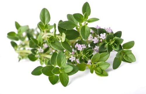 Semi TIMO In Busta Ermetica MADE IN ITALY Qualità superiore con 95% di germogliazione con istruzioni