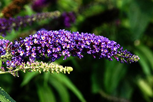 Sommerflieder Schmetterlingsflieder violett-blaue Blüte Buddleja davidii Empire Blue Containerware 40-60 cm hoch