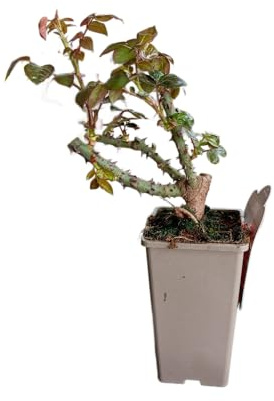 Rosal Rojo en Maceta Planta Natural con Flores Vivas Ideal para Jardines