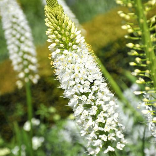 steppenkerze winterhart - exotische garten mehrjährig 50samen