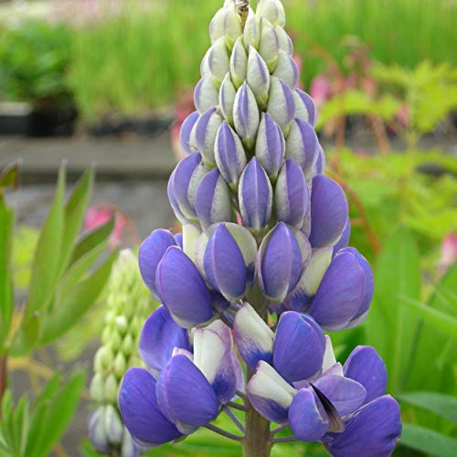 Blumixx Stauden Lupinus polyphyllus-Hybride 'Kastellan' – Lupine, blau-weiß blühende Blütenstaude, winterhart, mehrjährig, insektenfreundlich, für Beet & Bauerngarten, Sonne