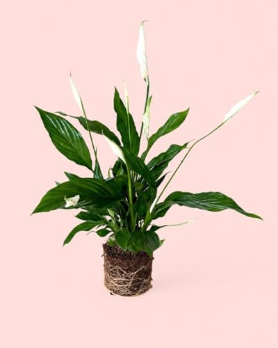 PUR PLANT Espatifilo | Spathiphyllum Lirio de la Paz | Planta de Interior Natural con Flor | Maceta de Ø 15 cm