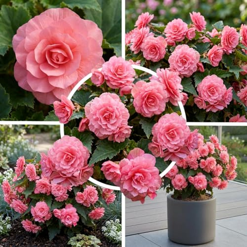 FLORIUM begonia dubbel ros, 5 begonia rör från Holland, verklig hängande korg begonia växter (inga frön och inte artificiell), permanenta för krukor och balkoner, inte hård