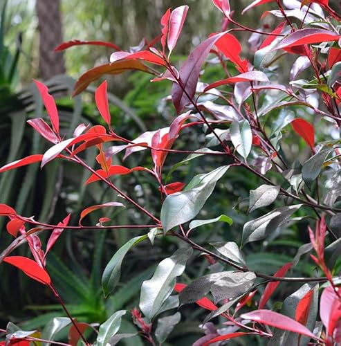 Glanzmispel Red Select 80-100cm - Photinia fraseri