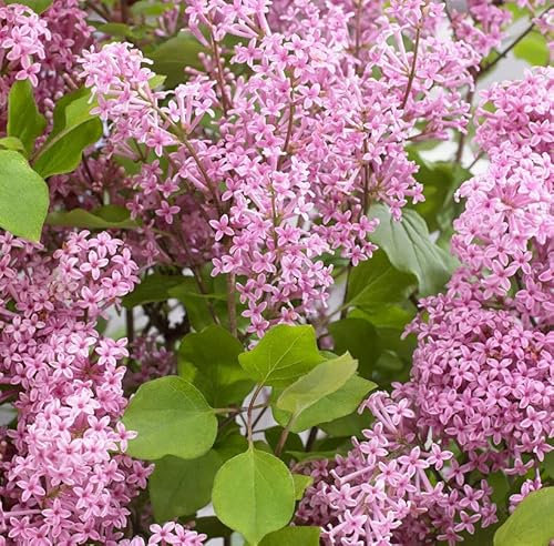 Hochstamm Zwergflieder Flowerfesta® Purpur 60-80cm - Syringa - lebende Gartenpflanze aus den Baumschulen