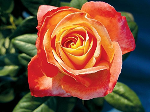 Pianta da esterno roseto ROSA SCREZIATA PLANTARETTE 'LA PERFECTA'