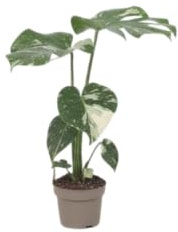Planta Natural DECOALIVE Monstera Deliciosa Variegata Hojas Exóticas| Planta de Interior