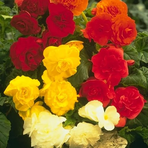 Mixed Double Begonia Bulbs Value Bag - 5 Bulbs per Package - Deer Resistant - Grows Well in Containers - Live Flower Garden