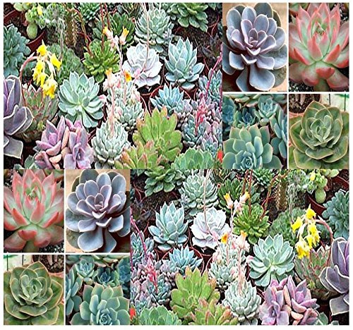 Mélange de roses du désert - Mélange de plantes succulentes Echeveria Paquet de 100 graines