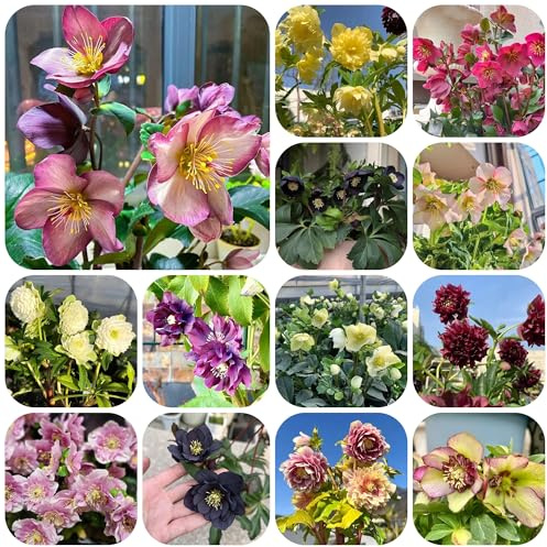 christrosensamen winterhart draußen christrose christrosen kaufen bodendecker winterhart mehrjährig balkon, blumenwiese 100pcs