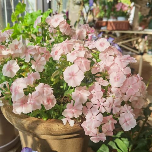 Phlox de alfombra - flox subulata semillas de exóticas semillas balcón decoraciones jardín para exteriores jardín interior reales cama elevada 150pcs