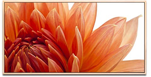 orange Dahlien Blüte ca. 130x70cm Wandbild inklusive Schattenfugenrahmen naturfarbend - Panorama Leinwand Bild XXL Format Wandbilder Wohnzimmer Wohnung Deko Kunstdrucke