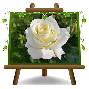 EURO PLANTS VIVAI Rose Arbre Blanc Grandes Fleurs - Hauteur 120-140 cm sur Vase de 26 cm