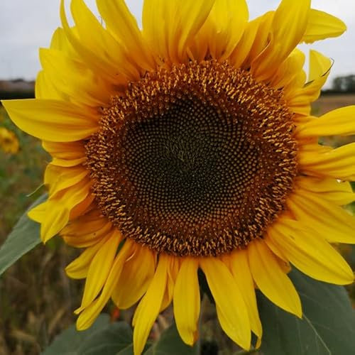 Sunflower - Giant Yellow Striped metre Plus Colourful Easy Grow Plants for Garden, Allotment & Patio Russian Giant (25 g)