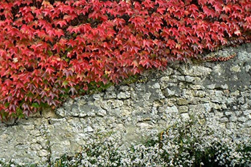 10 Graines de Vigne vierge - plante ornementale façade décorative - semences paysannes reproductibles - SemiSauvage