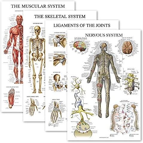 Palace Learning Lot de 4 posters anatomiques laminés - Musculaires, squelettiques, ligaments des articulations, système nerveux